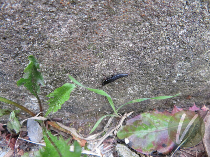 Hornissenkäfer: Übersicht